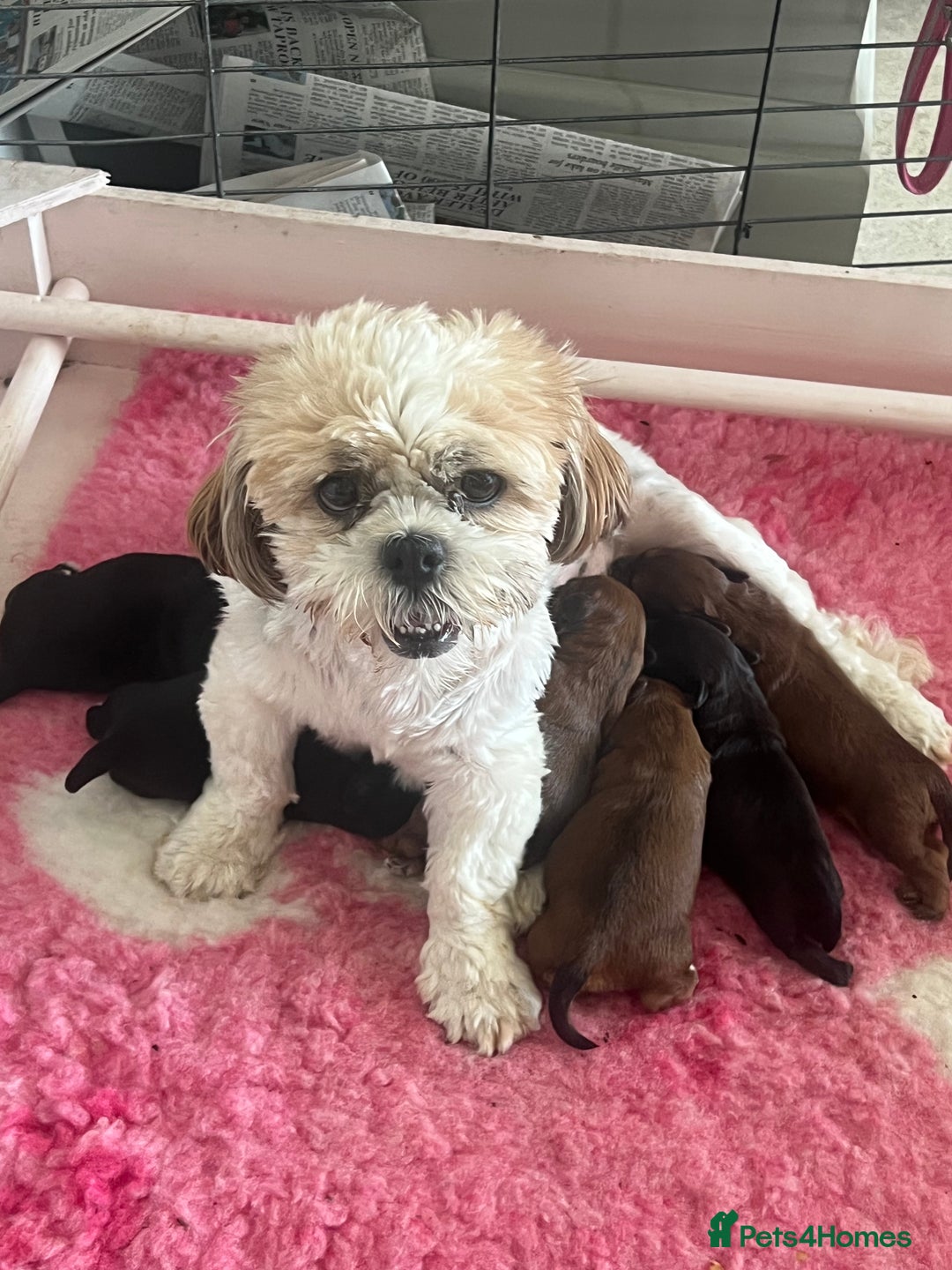 Shihpoo dogs for sale: Shipoo Pups - Image 1