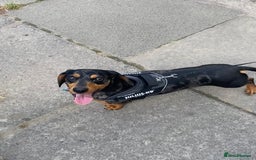 Miniature Dachshund dogs for sale: Rehoming - Mini dachshund (3) & French Bulldog (8) - Image 16