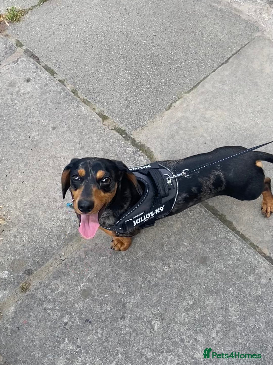 Miniature Dachshund dogs for sale: Rehoming - Mini dachshund (3) & French Bulldog (8) - Image 16