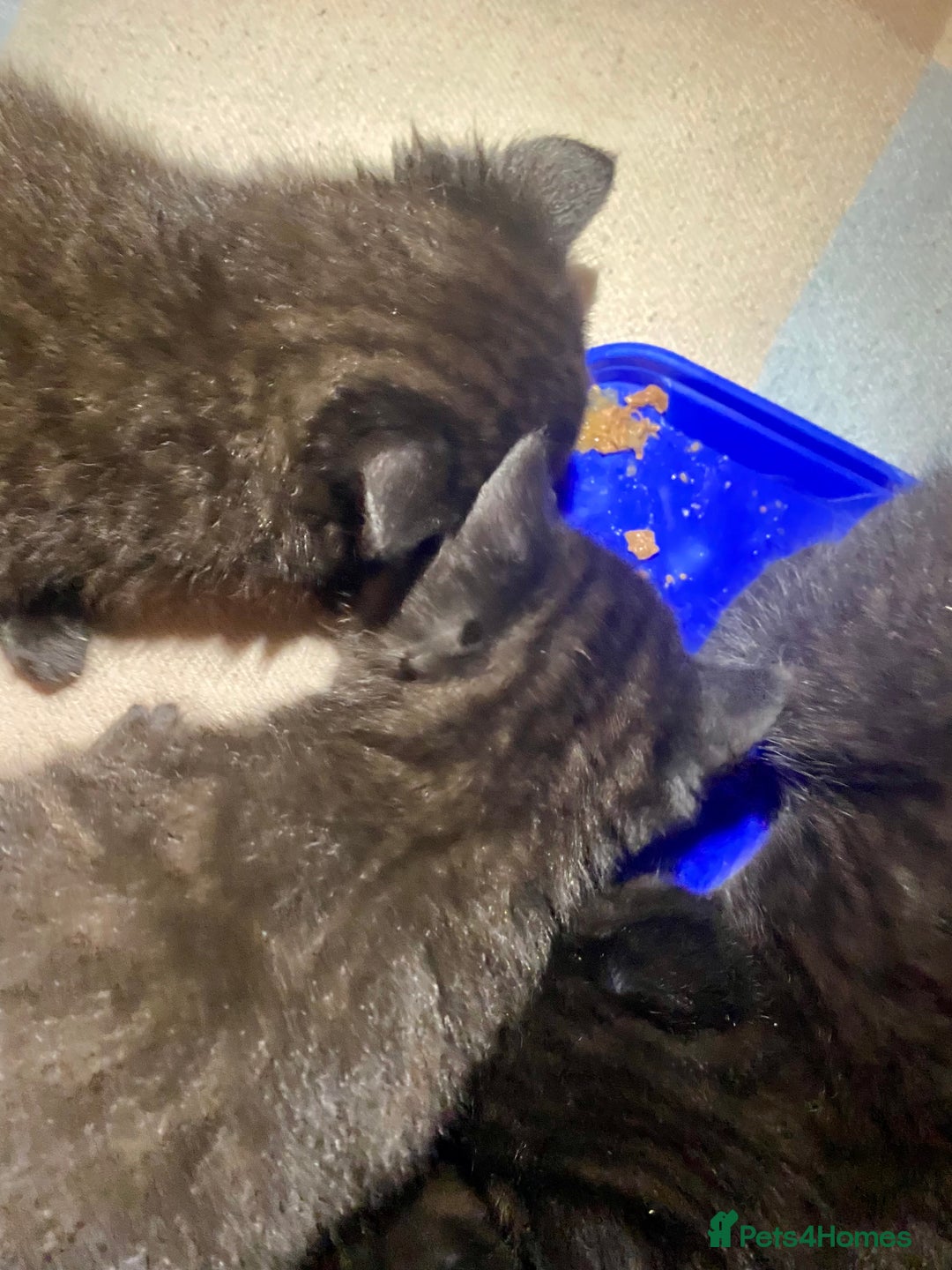 British Shorthair cats for sale: British shorthair black cross kittens  - Advert 20