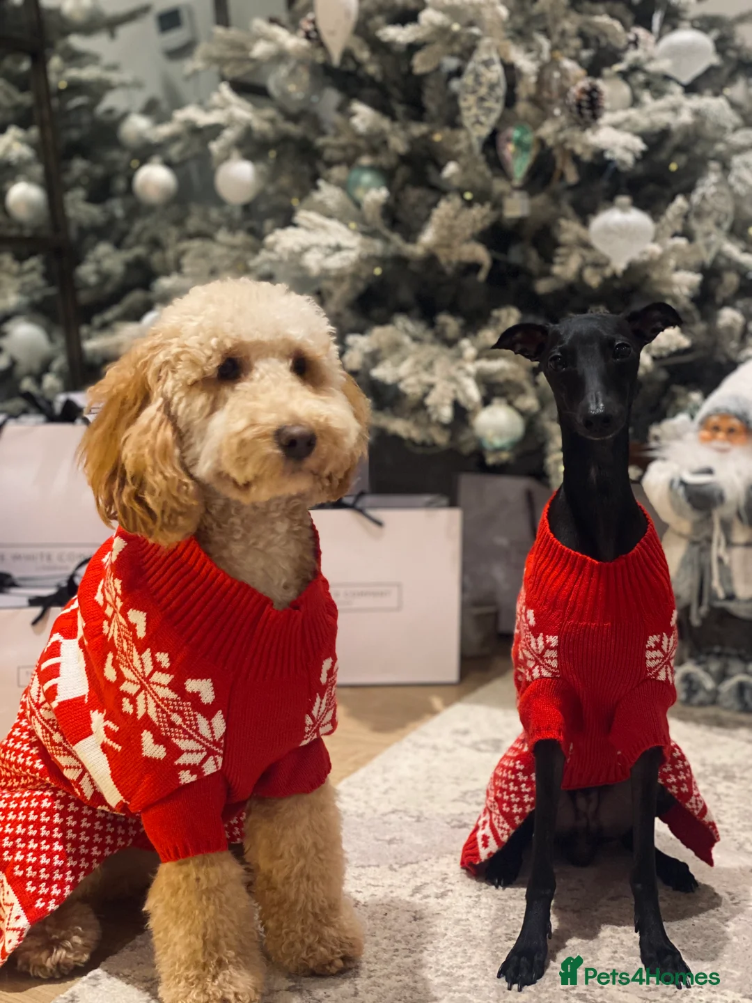 Italian Greyhound dogs for stud: Stunning Italian Greyhound Stud  in Weybridge - Advert 10