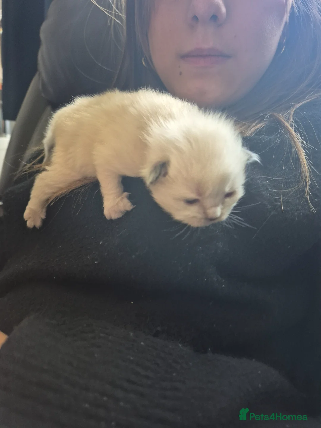 Ragdoll cats for sale: Chocolate point and blue point ragdoll kittens - Advert 2