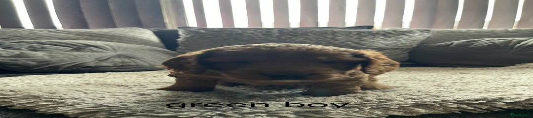 Cockapoo Puppy 3