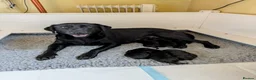 Labrador Retriever dogs for sale: 1x KC Reg Fully Health Tested Clear Active Lab Pup - Advert 8