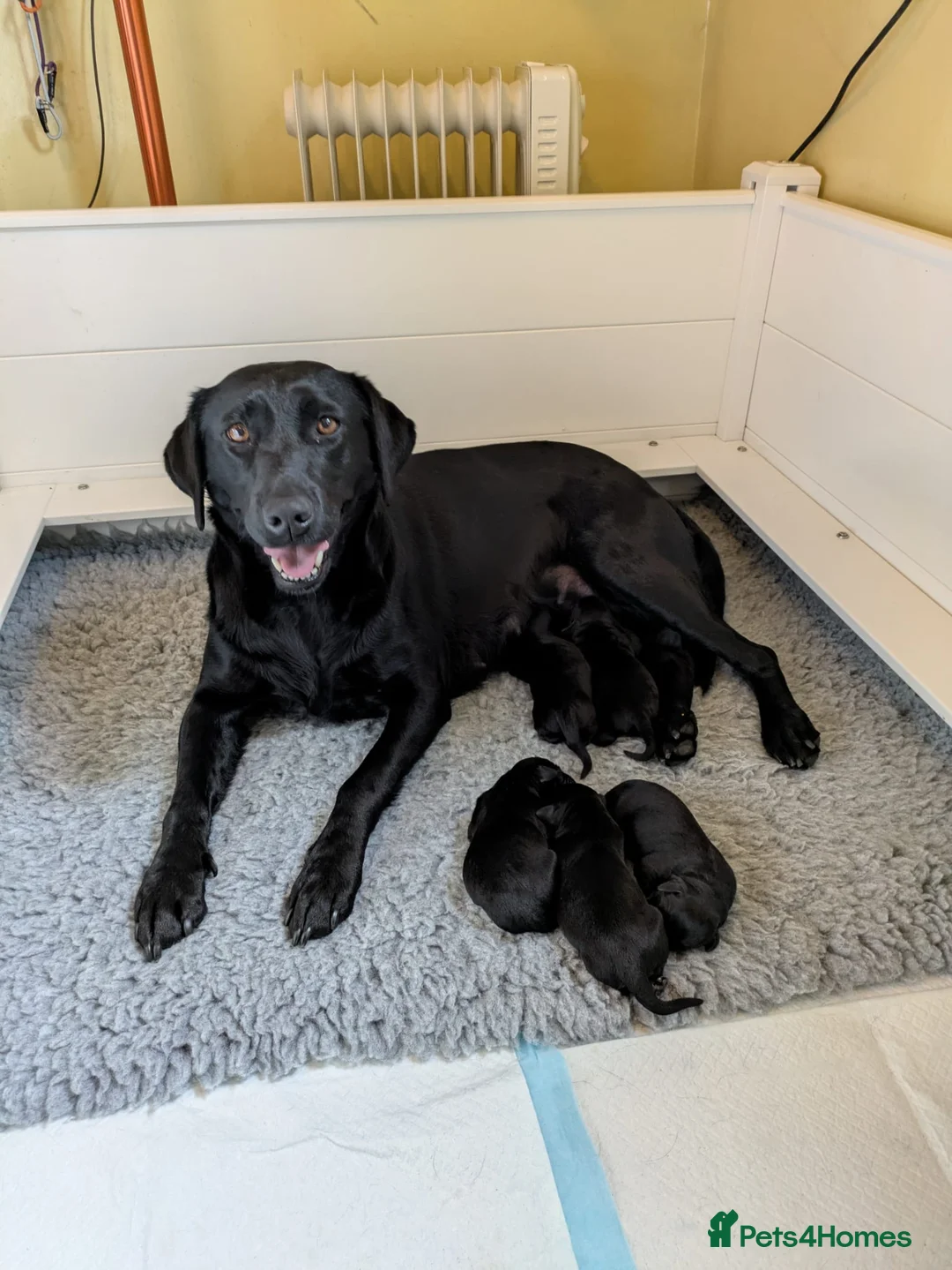 Labrador Retriever dogs for sale: 1x KC Reg Fully Health Tested Clear Active Lab Pup - Advert 8