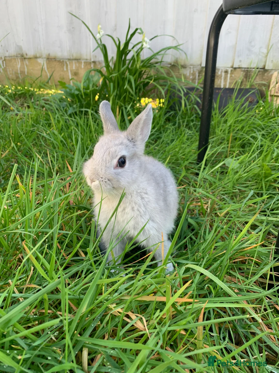 Rex rabbits for sale: Grey Otter  in Cardiff - Advert 1
