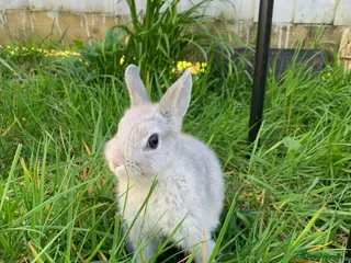 Rex rabbits Grey Otter - Advert 1