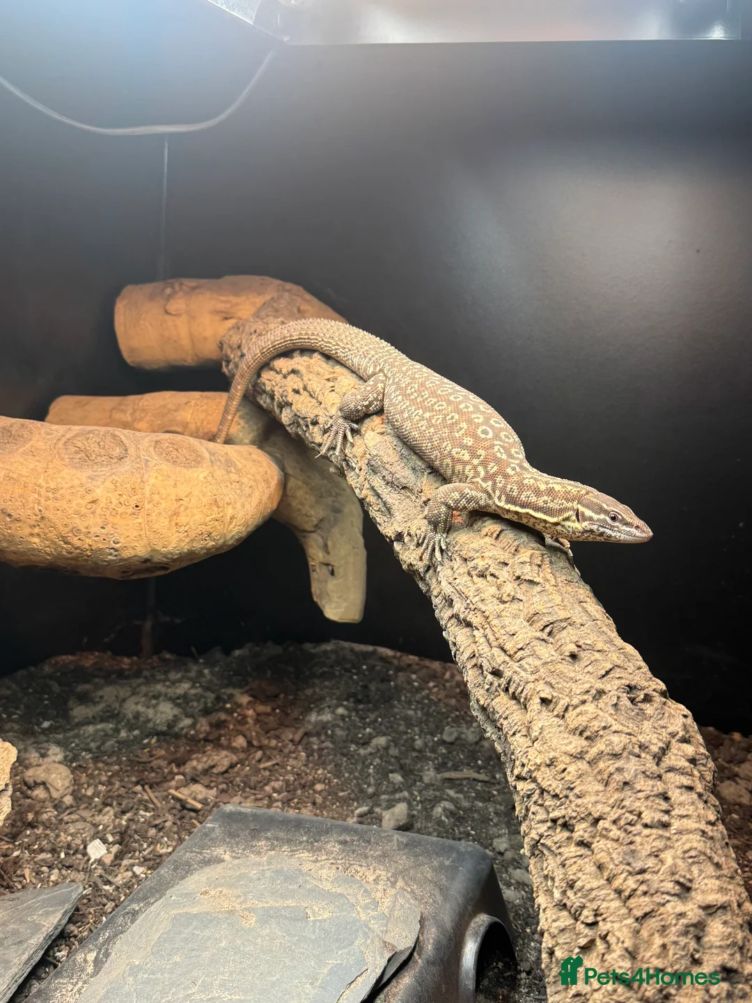 Monitor reptiles for sale: Red ackie monitor  - Advert 2