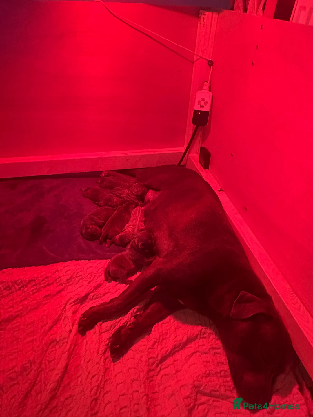 Staffordshire Bull Terrier dogs for sale: Blue Staffordshire bullterrier Puppies  - Advert 8