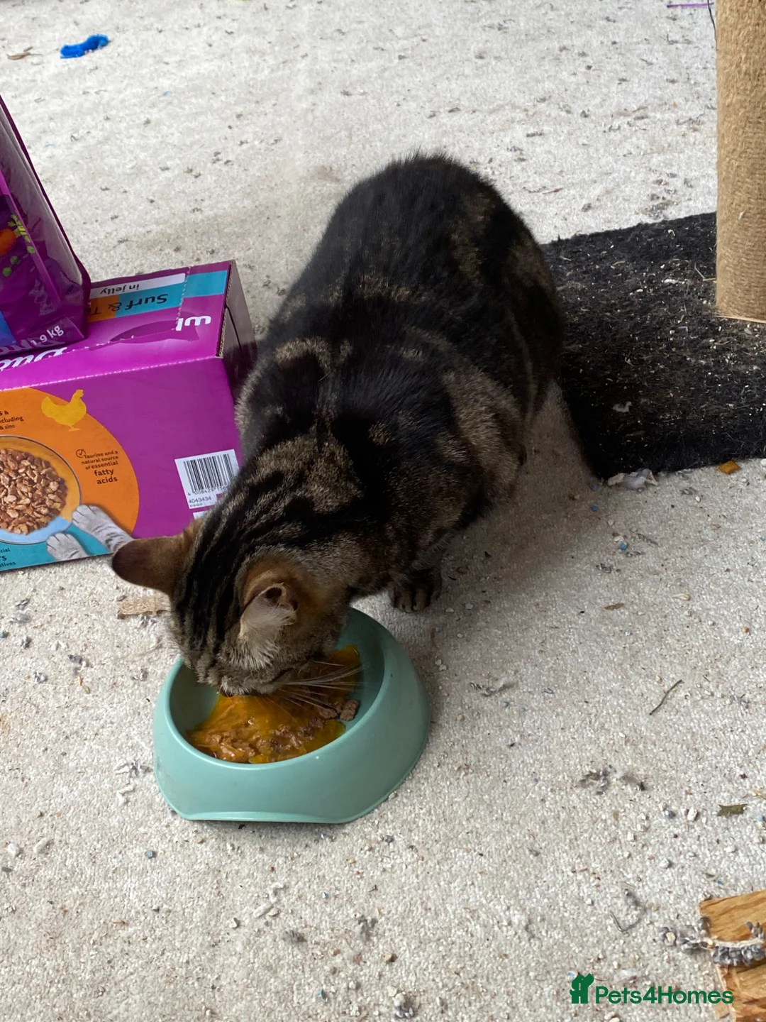 Domestic Shorthair cats for sale: 2 cats for rehoming  - Advert 2