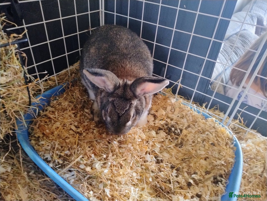 English rabbits for sale: Bonded MF bunnies - Image 3