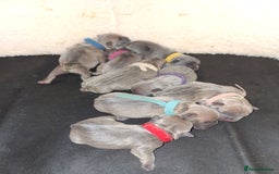 French Bulldog dogs for sale: French bulldog puppies  - Image 2