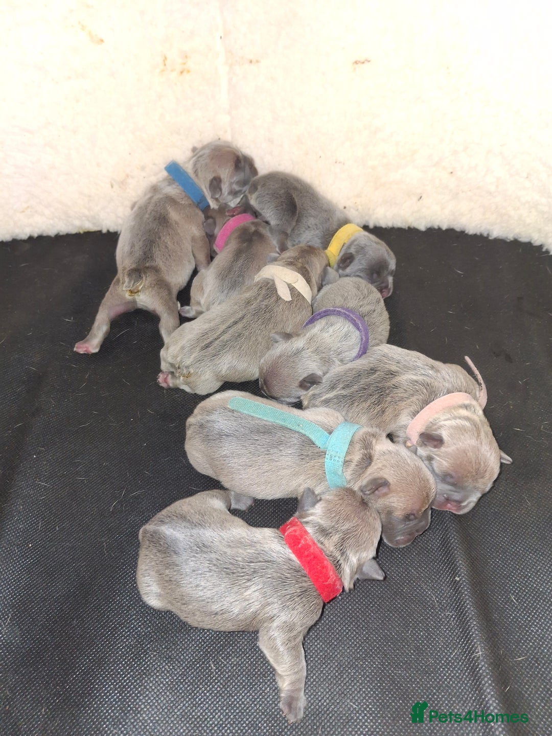 French Bulldog dogs for sale: French bulldog puppies  - Image 2