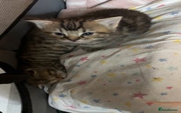 British Shorthair cats for sale: Poppys 4 lovely kittens  - Image 6