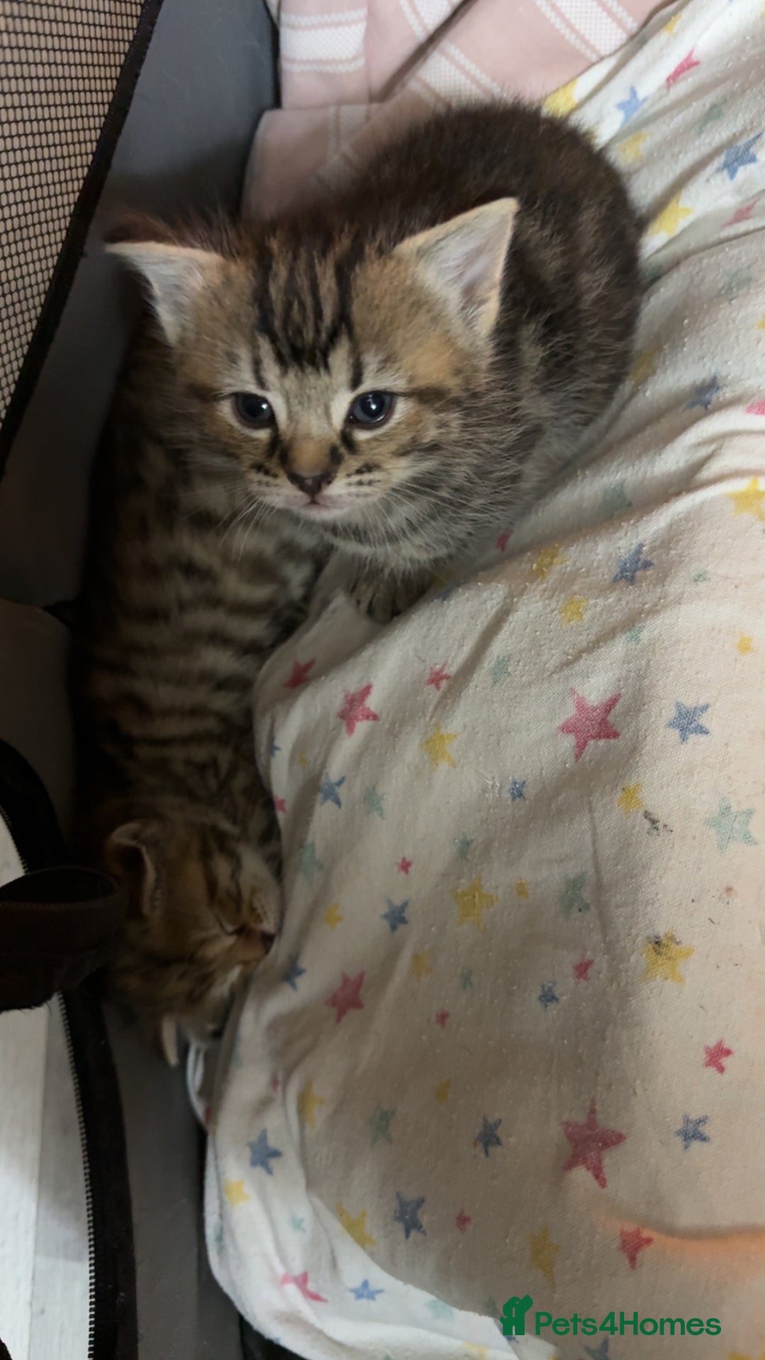British Shorthair cats for sale: Poppys 4 lovely kittens  - Image 6