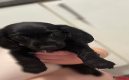 Dachshund dogs for sale: Dachshund puppies  in Bridgend - Image 2