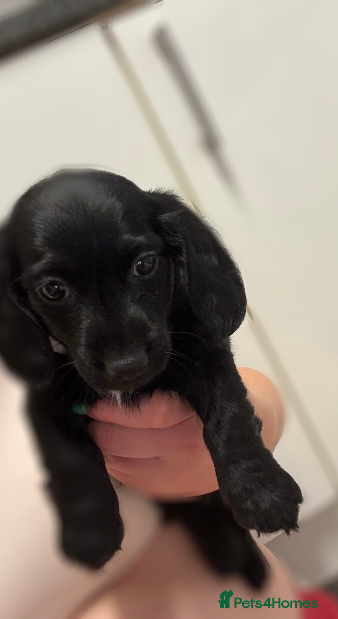 Dachshund dogs for sale: Dachshund puppies  in Bridgend - Image 2