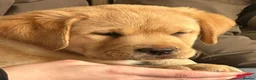 Labrador Retriever dogs for sale: Show quality yellow bitch puppies - Advert 5