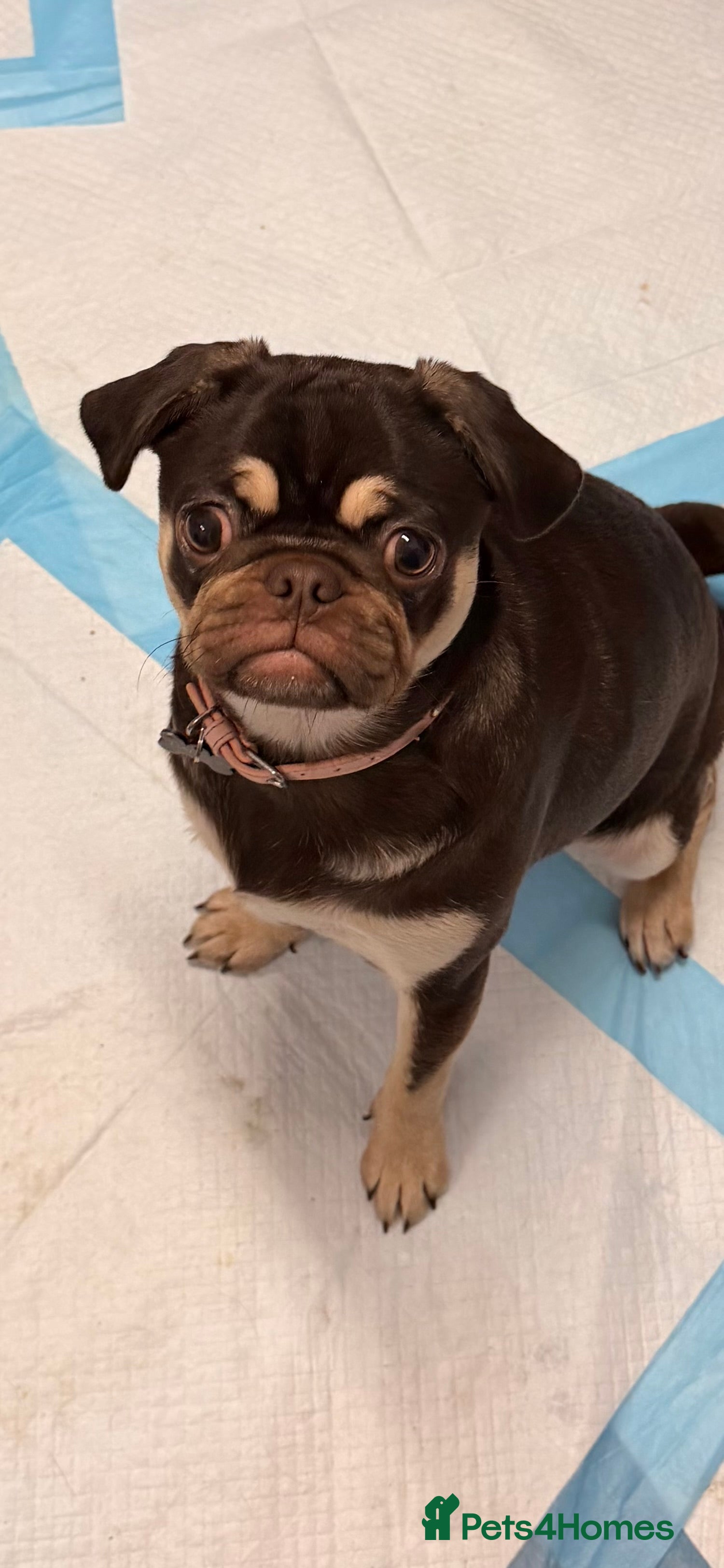 Pug dogs Harley - Advert 2