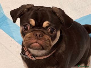 Pug dogs Harley - Advert 1