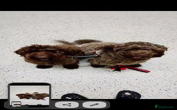 Cockapoo dogs for sale: F2 cockapoos  - Image 19