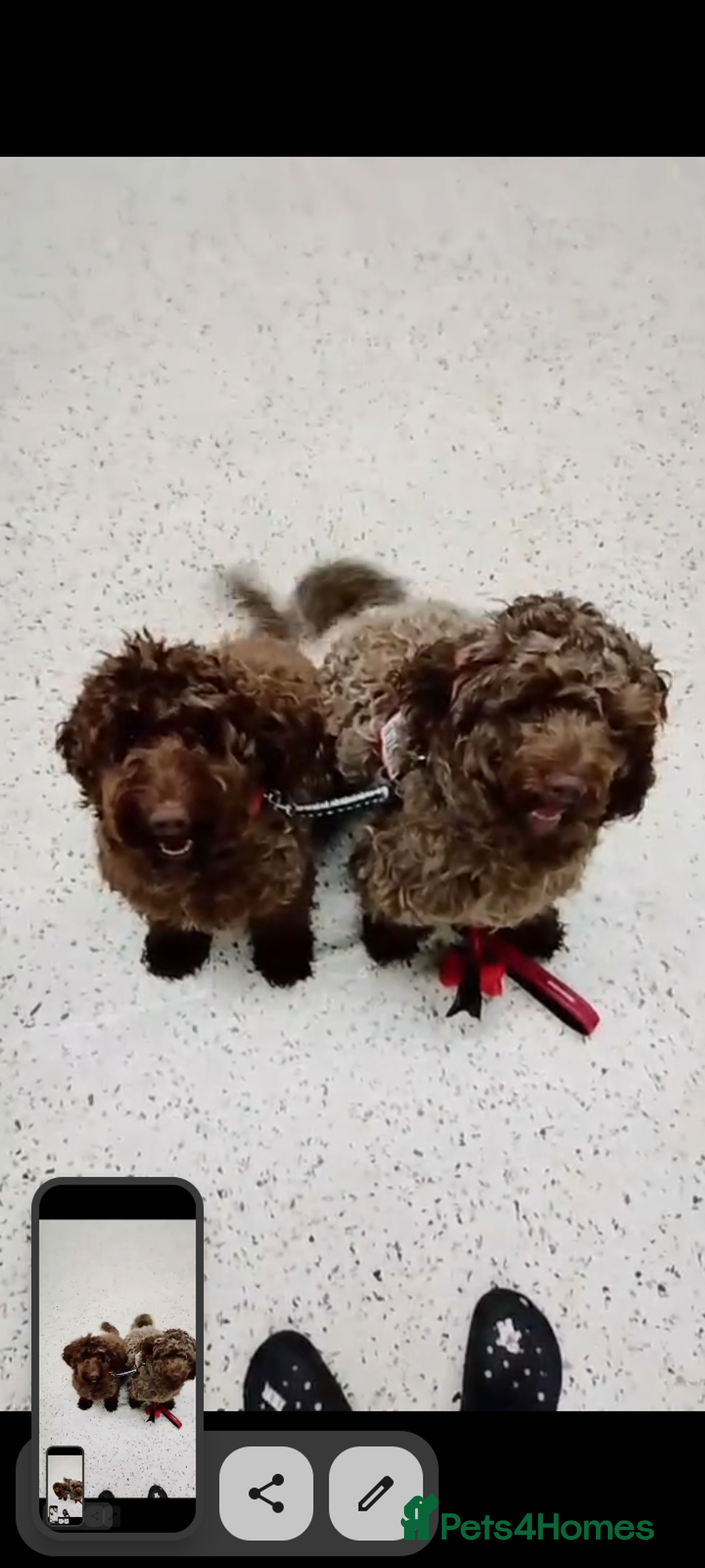 Cockapoo dogs for sale: F2 cockapoos  - Image 19