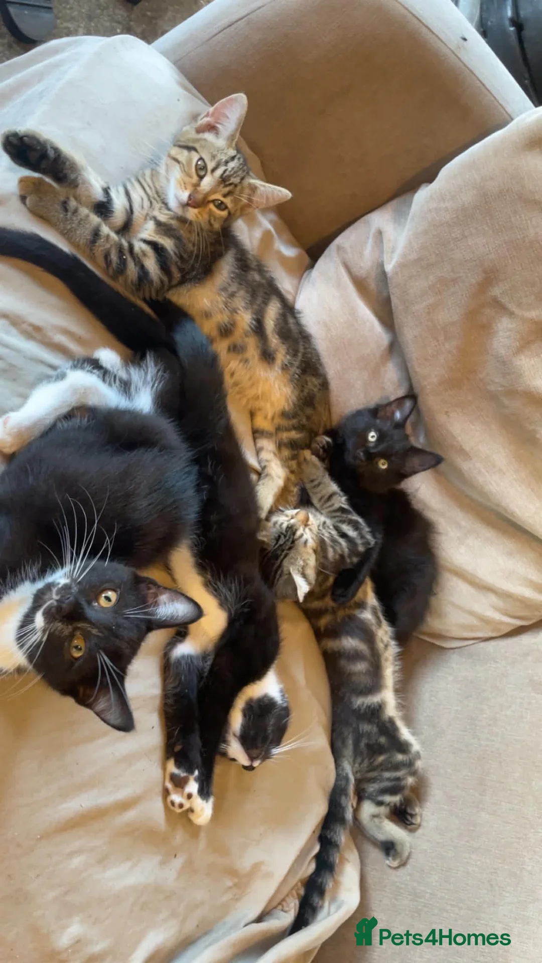 Mixed Breed cats for sale: Gorgeous kittens looking for new home  - Advert 9