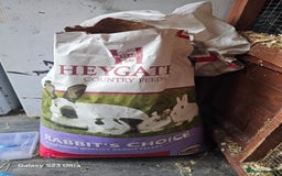 Mini Lop rabbits for sale: Beautiful mix litter very friendly bunnys - Image 13