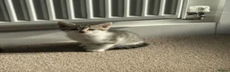 Mixed Breed cats for sale: 3 beautiful kittens in Great Yarmouth - Advert 2