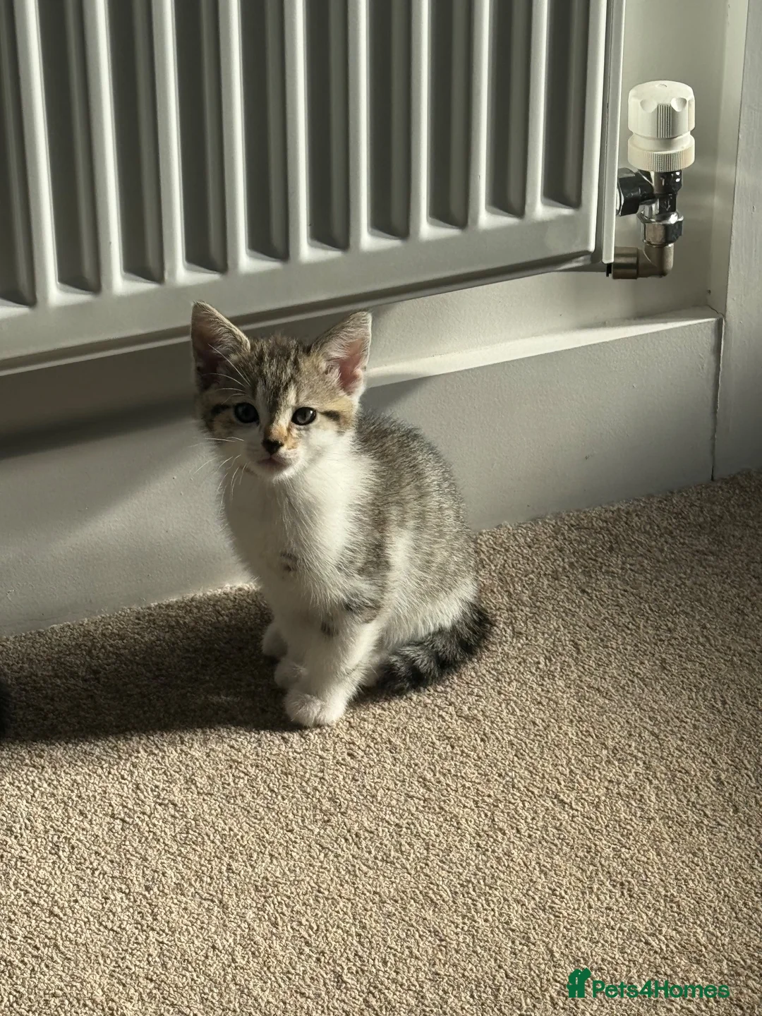 Mixed Breed cats for sale: 3 beautiful kittens in Great Yarmouth - Advert 2