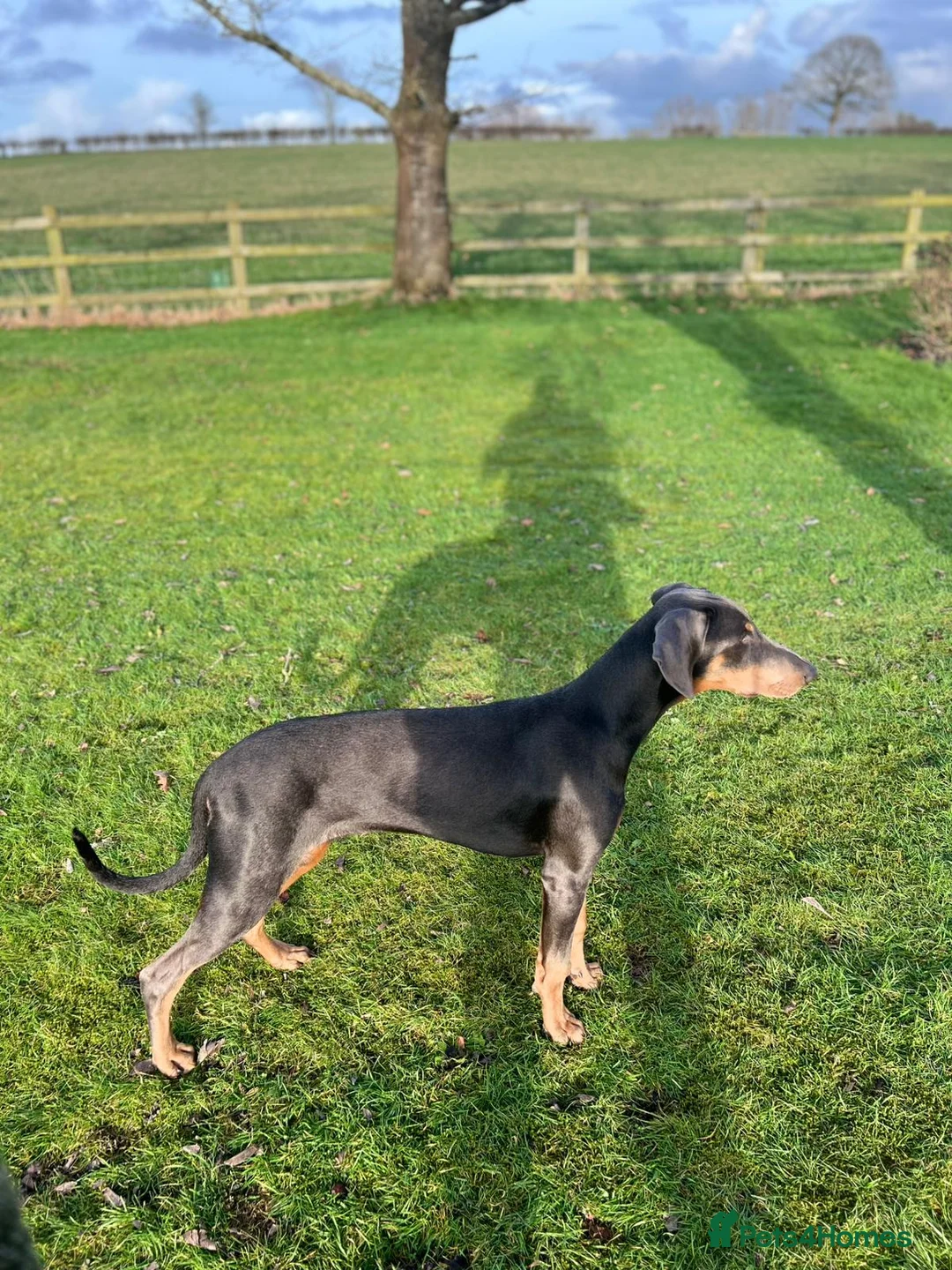 Dobermann dogs for sale: Blue female Doberman 6 months old - Advert 2