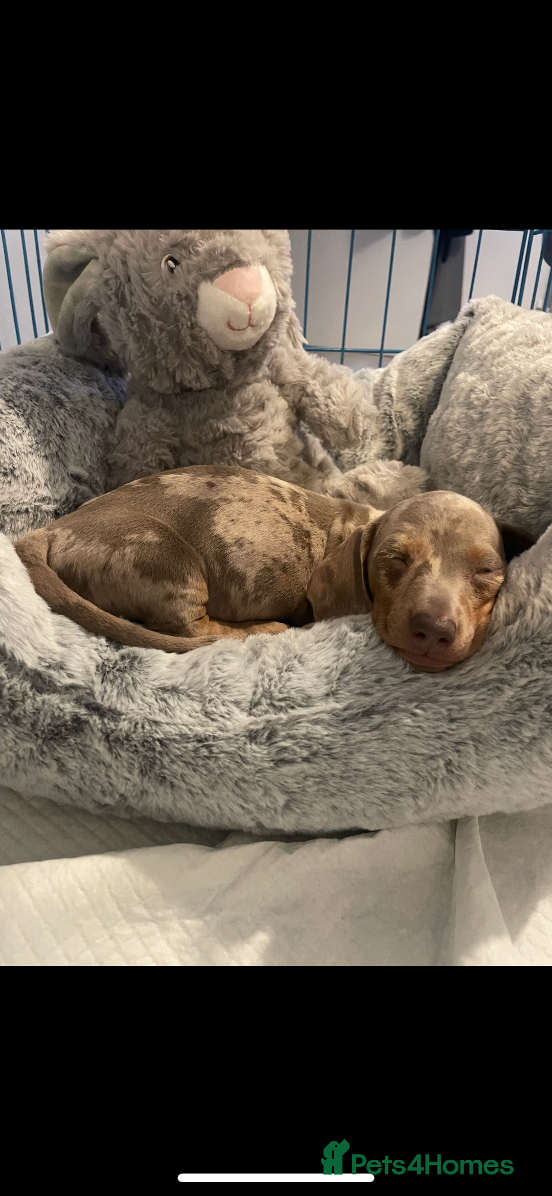 Miniature Dachshund dogs for sale: ISABELLA DAPPLE FEMALE - Advert 5