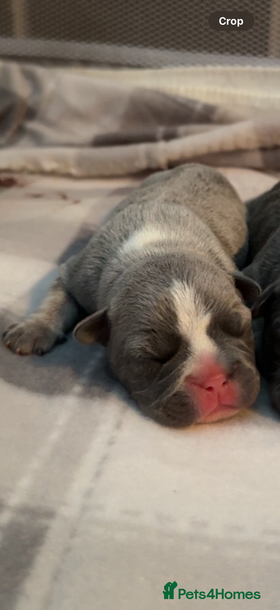 French Bulldog dogs for sale: French bull dog puppies - Advert 4