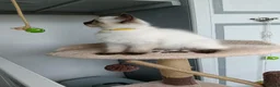 Ragdoll cats for sale: GCCF Registered Ragdoll Kittens  - Advert 12