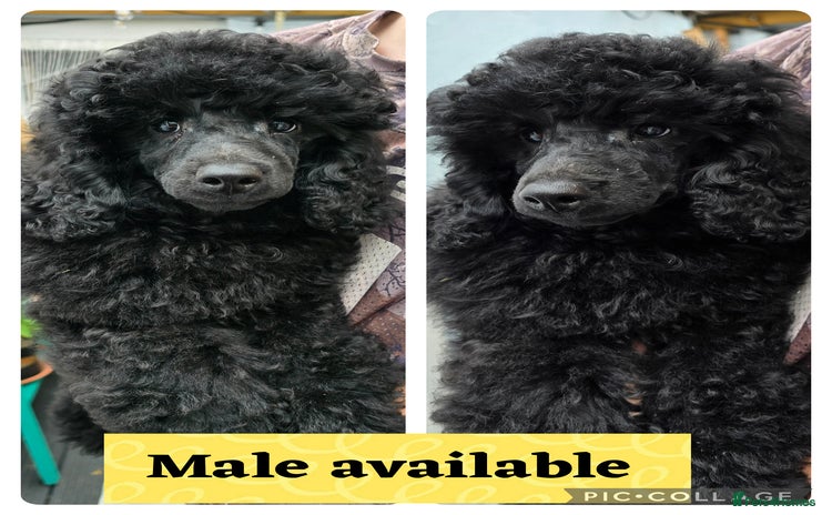 Miniature Poodle dogs in Chelmsford - Advert 2
