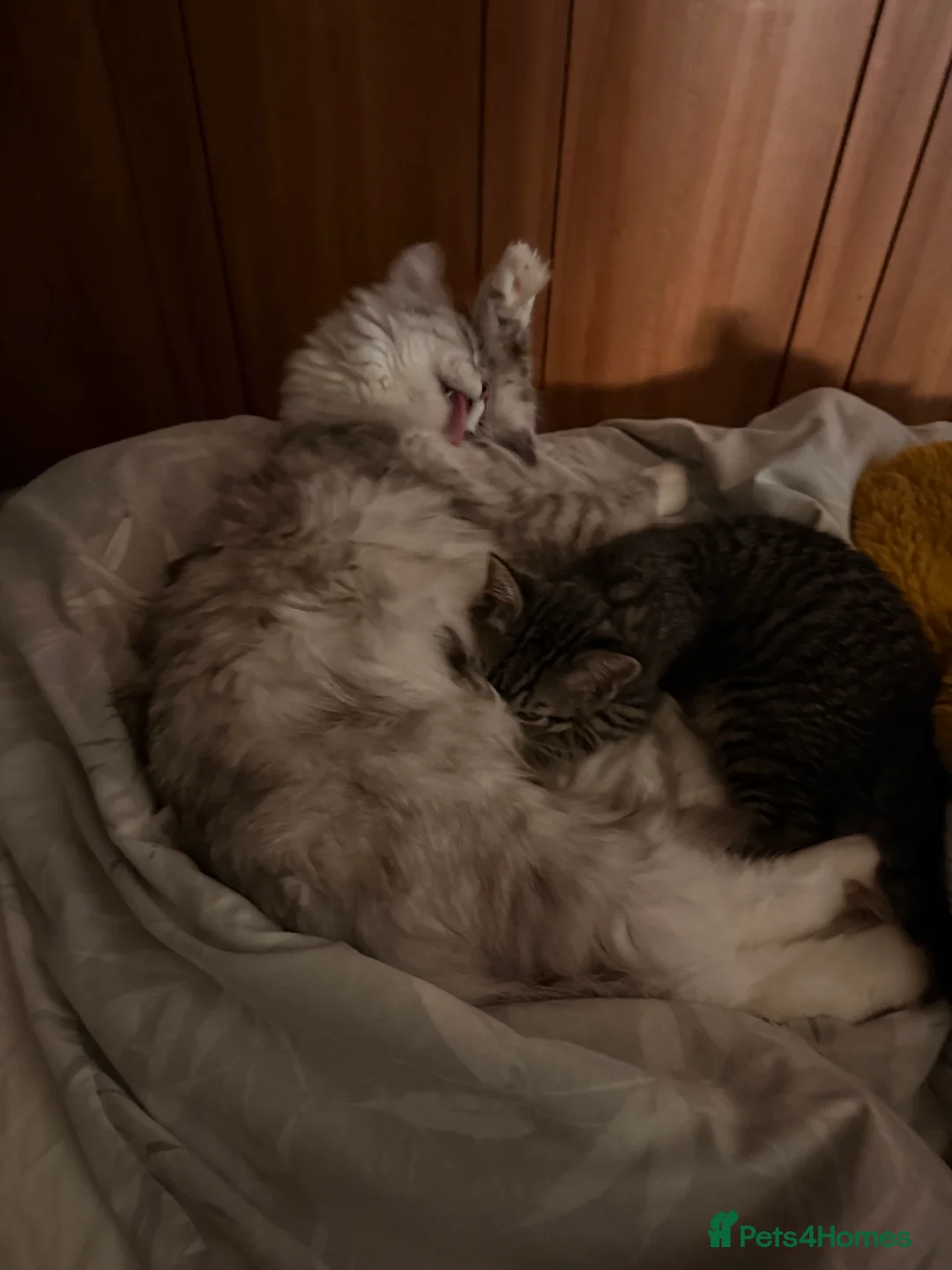 Mixed Breed cats for sale: Beautiful Maine Coon–type kittens available. - Advert 14