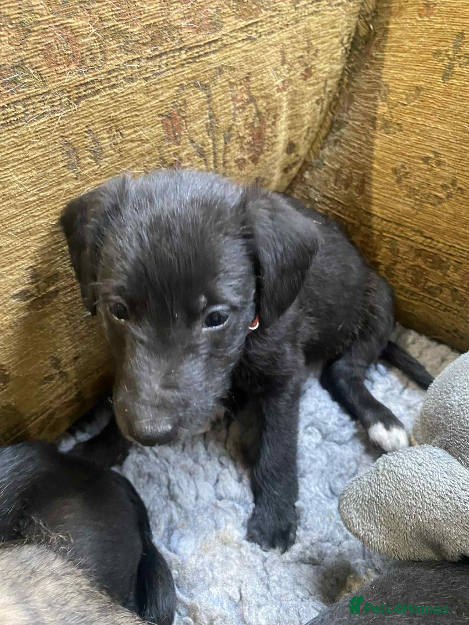 Mixed Breed dogs F1 BEDLINGTON X WHIPPETS - Advert 4