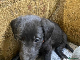 Mixed Breed dogs F1 BEDLINGTON X WHIPPETS - Advert 1