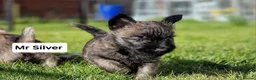 Cairn Terrier dogs for sale: KC Cairn Terrier Pups - boys only - Advert 6