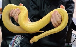 Python Snake reptiles for sale: Banana pinstripe royal python and corn snake - Image 1