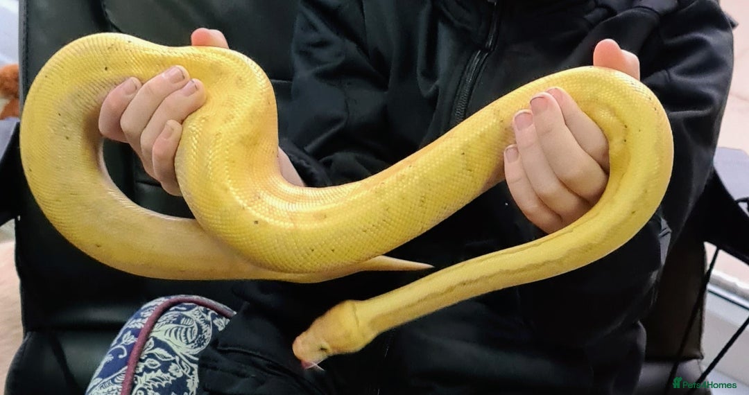 Python Snake reptiles for sale: Banana pinstripe royal python and corn snake - Image 1