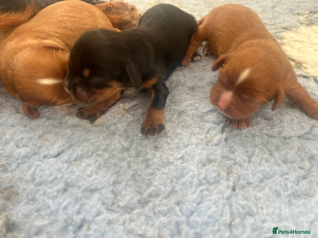 Cavalier King Charles Spaniel dogs for sale: 3 boys available! Health tested parents! - Advert 8
