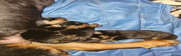 Rottweiler dogs for sale: Strong working line Rottweiler pups for sale in Dartford - Advert 3