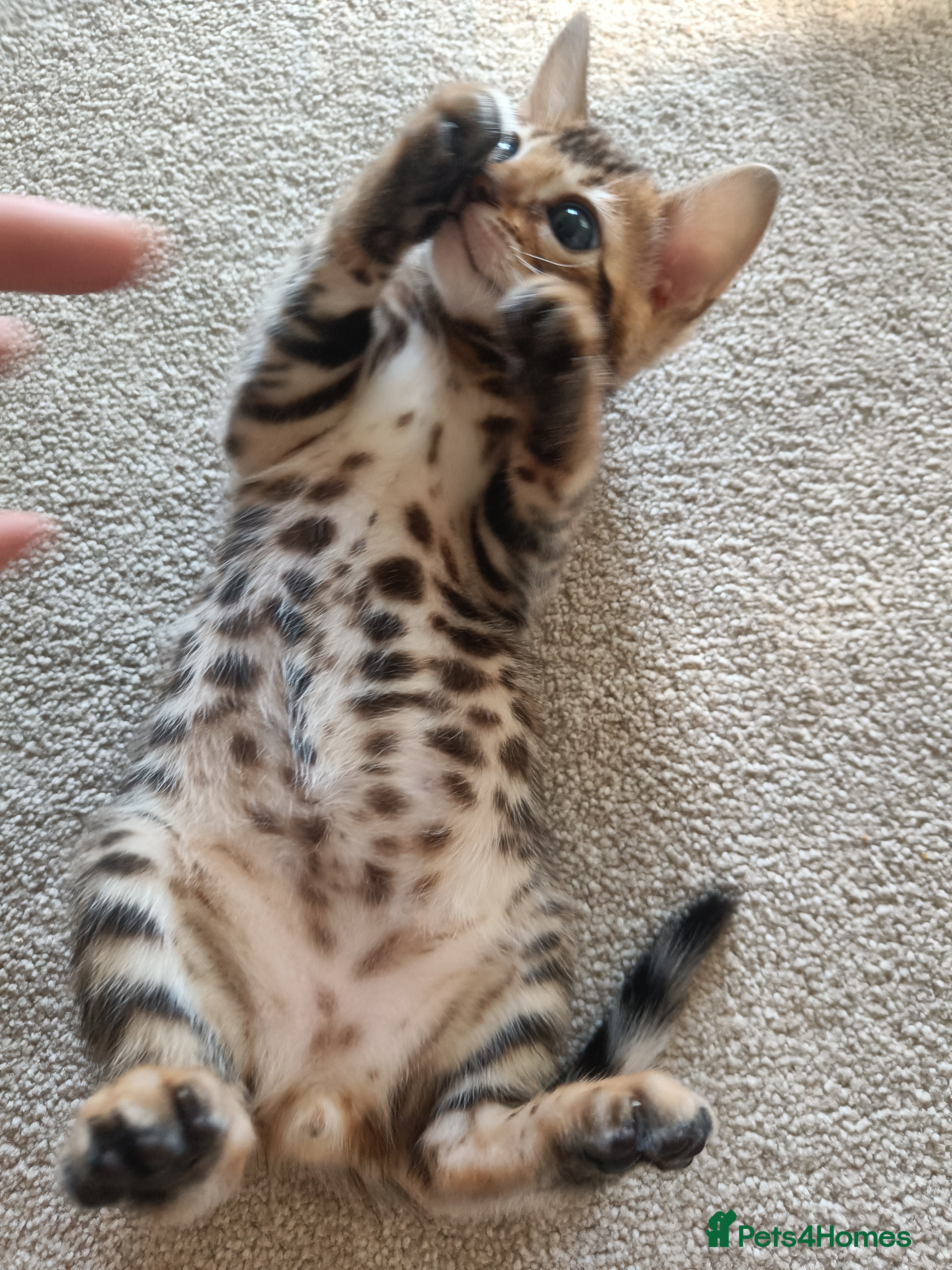 Bengal cats Absolutely beautiful pedigree bengal kittens - Advert 2