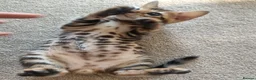 Bengal cats for sale: Cuddly and beautiful pedigree bengal kittens - Advert 38