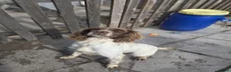 English Springer Spaniel dogs for sale: Spaniel bitch  in Merthyr Tydfil - Advert 2