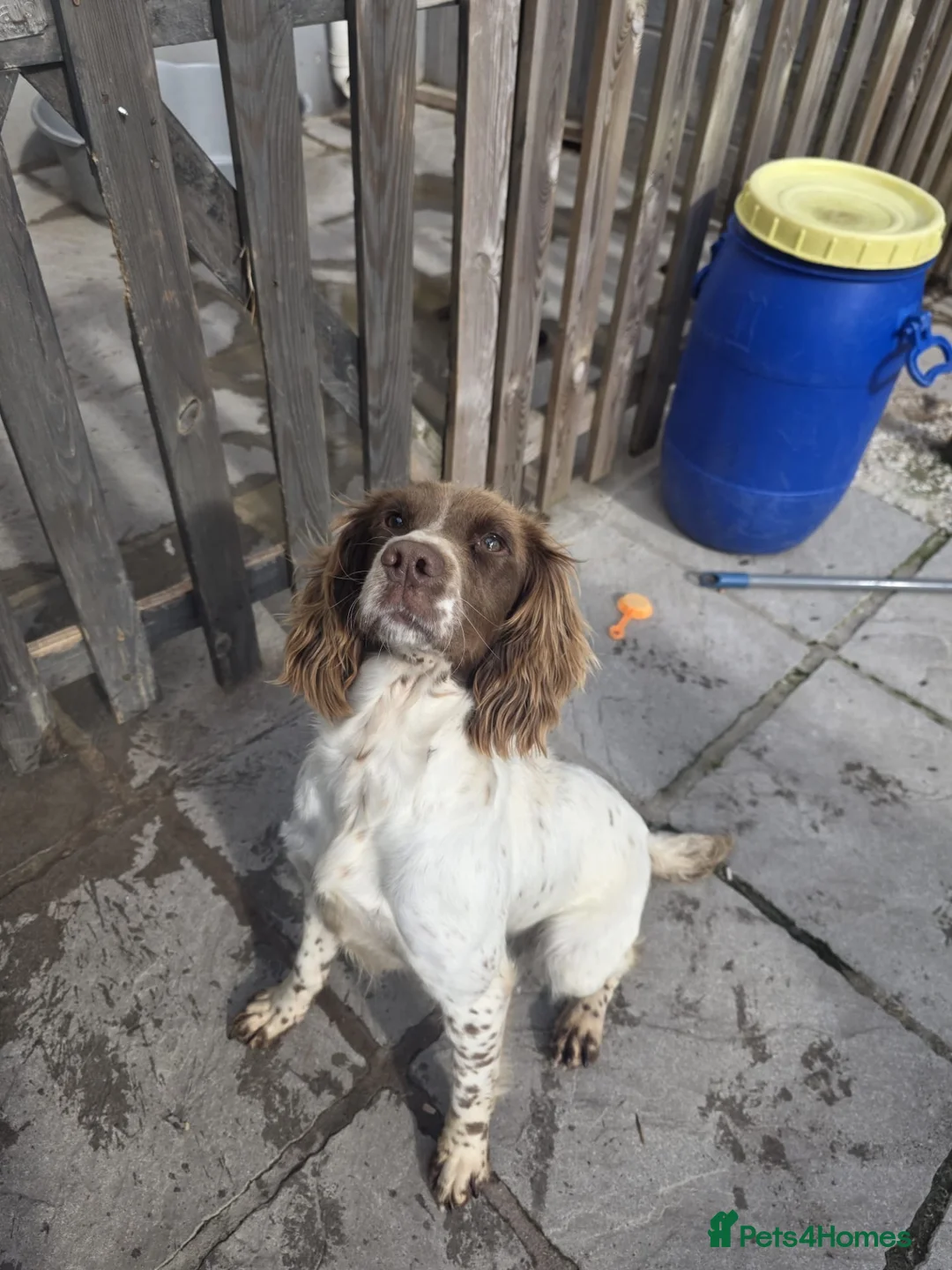 English Springer Spaniel dogs for sale: Spaniel bitch  in Merthyr Tydfil - Advert 2