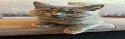 British Shorthair cats for sale: 💙 Gorgeous Blue British Shorthair Kittens  💙 - Advert 8