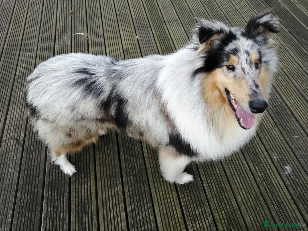 Rough Collie dogs for stud: Beautiful rough collie for stud - Advert 4