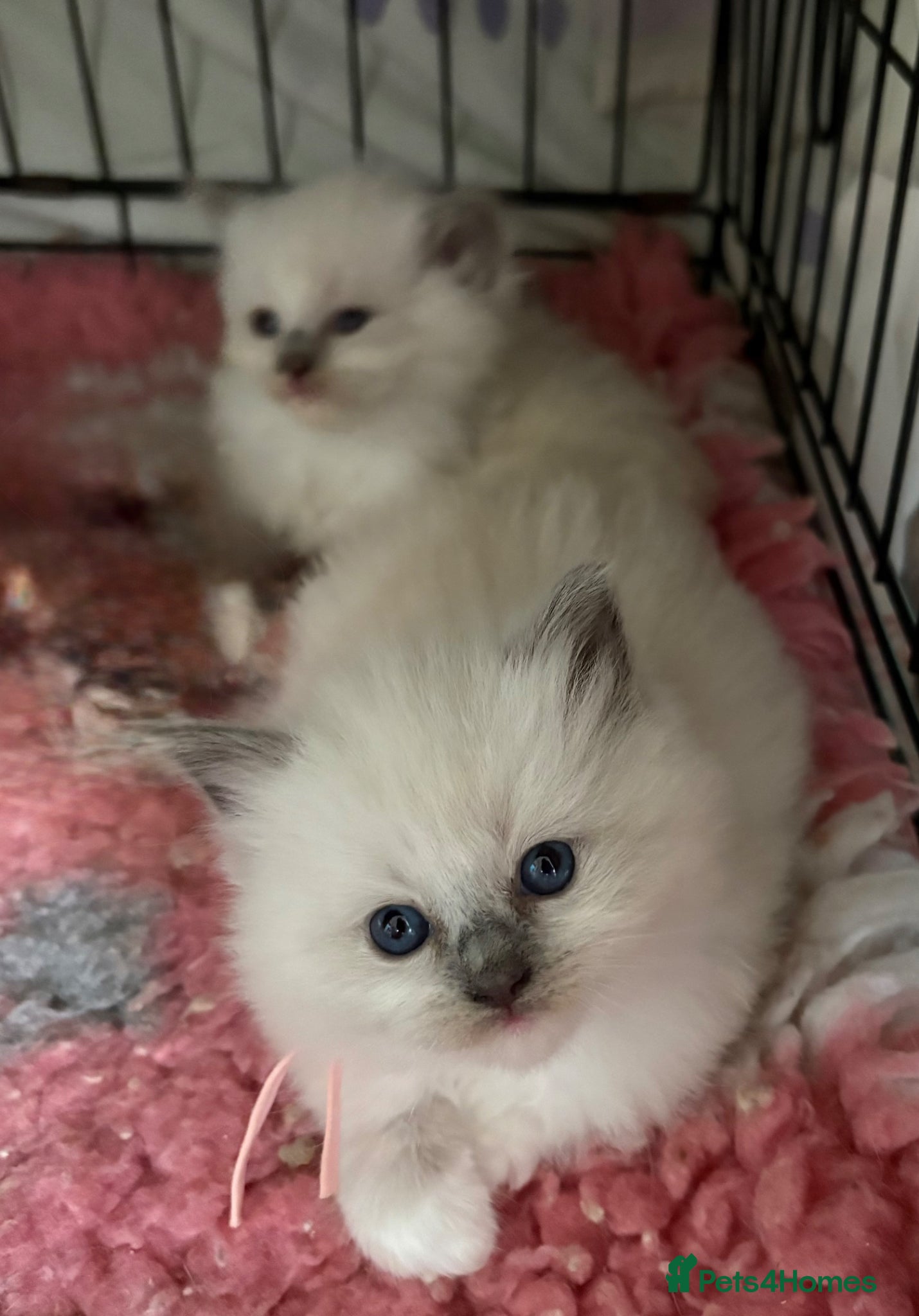 Ragdoll cats 🐾 Ragdoll babies - Advert 2